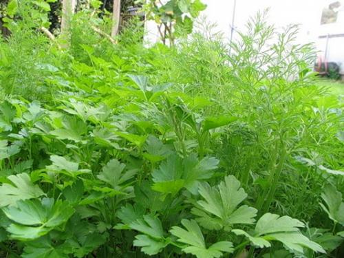 Какие многолетники посадить осенью на даче. Календарь посадок осенью 34