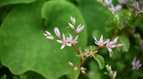 Какие цветы можно посадить и посеять под деревьями осенью. Современный сад: приятное с полезным  13