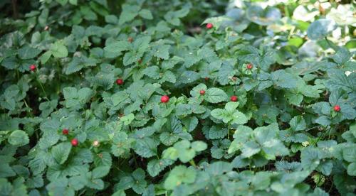 Какие цветы можно посадить и посеять под деревьями осенью. Современный сад: приятное с полезным  15