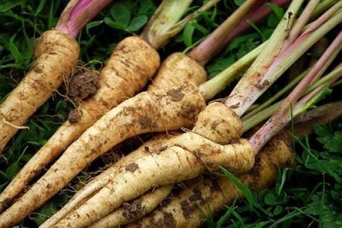 Какие многолетники посадить осенью на даче. Календарь посадок осенью 33