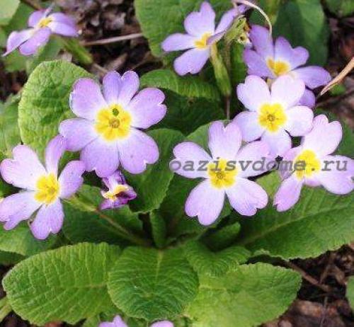 Какие цветы можно посадить и посеять под деревьями осенью. Современный сад: приятное с полезным  05