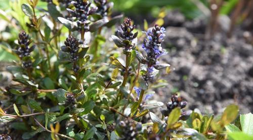 Какие цветы можно посадить и посеять под деревьями осенью. Современный сад: приятное с полезным  16