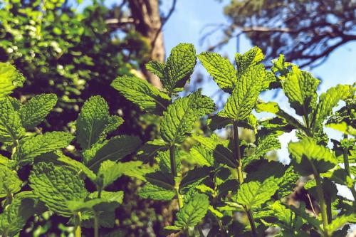 Можно ли сажать мяту под деревьями. Рядом с какими культурами можно посадить мяту