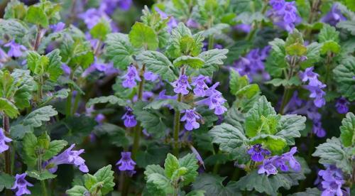 Какие цветы можно посадить и посеять под деревьями осенью. Современный сад: приятное с полезным  18