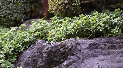 Какие цветы можно посадить и посеять под деревьями осенью. Современный сад: приятное с полезным  14