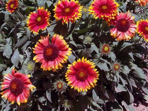 Какие цветы многолетники можно посадить под зиму. Какие многолетники посадить под зиму