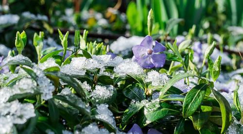 Какие цветы можно посадить и посеять под деревьями осенью. Современный сад: приятное с полезным  17