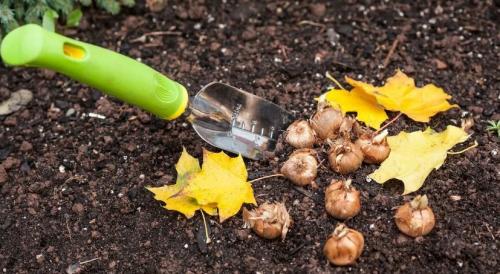 Какие цветы сажают осенью под зиму. 12 цветов, которые можно посадить осенью под зиму + Правила посадки