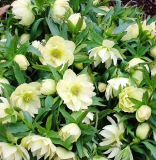 Какие многолетники посадить осенью на даче. Календарь посадок осенью 05