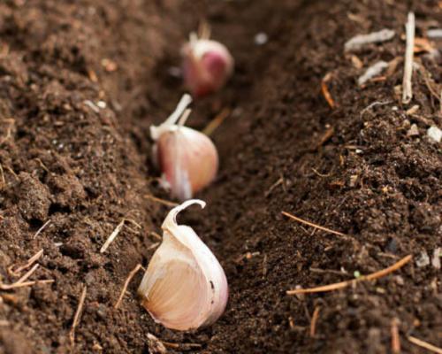 Какие многолетники посадить осенью на даче. Календарь посадок осенью 32