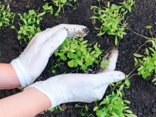 Что можно посадить осенью в огороде. Зелень и корнеплоды