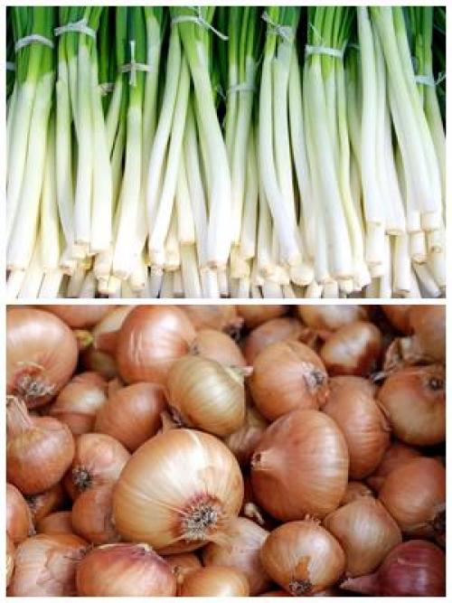 Что можно сажать под зиму в краснодарском крае. Лук