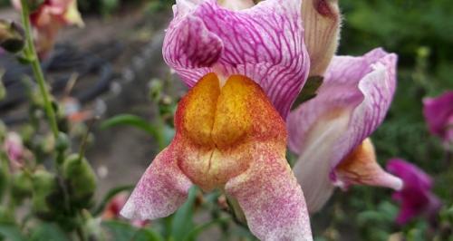 Можно ли сеять львиный зев под зиму. Львиный зев: виды и сорта для открытого грунта