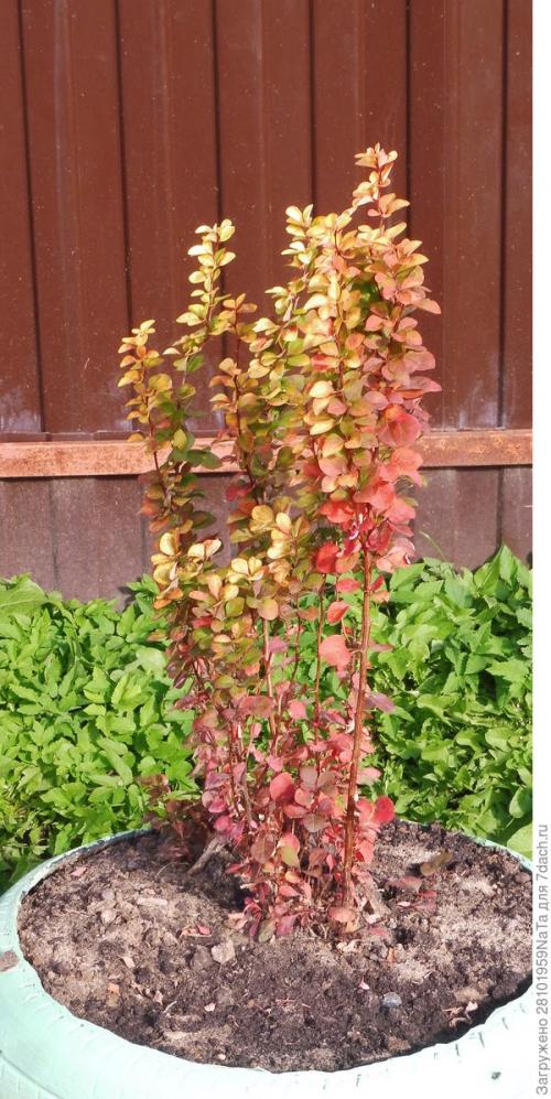 Посадка кустарников осенью. Пересаживаем и высаживаем декоративные и плодово-ягодные кустарники