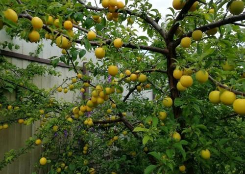 До какой температуры можно сажать деревья. Как правильно сажать деревья осенью: сроки, этапы посадки и разновидности