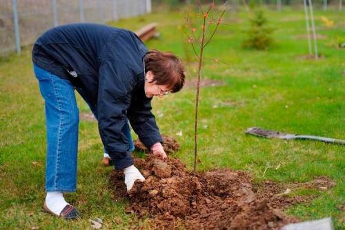 Какие деревья можно сажать в ноябре. Какие плодовые деревья можно сажать осенью