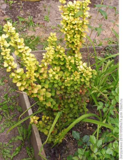 Посадка кустарников осенью. Пересаживаем и высаживаем декоративные и плодово-ягодные кустарники