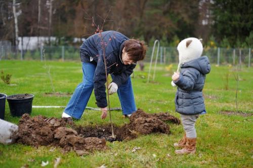 Какие деревья можно сажать в ноябре. Какие плодовые деревья можно сажать осенью