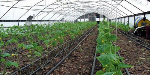 Что можно посадить на огороде под зиму. Что сажают осенью в саду и огороде