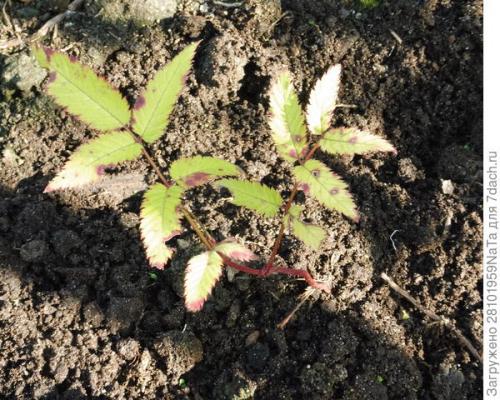 Посадка кустарников осенью. Пересаживаем и высаживаем декоративные и плодово-ягодные кустарники