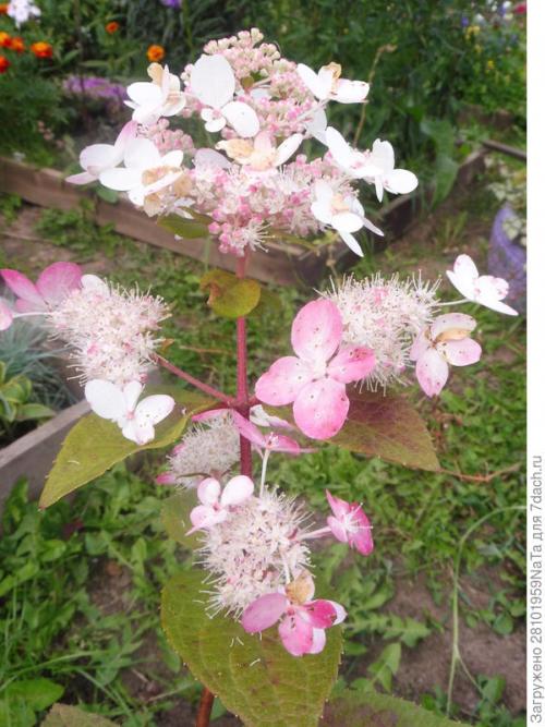 Посадка кустарников осенью. Пересаживаем и высаживаем декоративные и плодово-ягодные кустарники