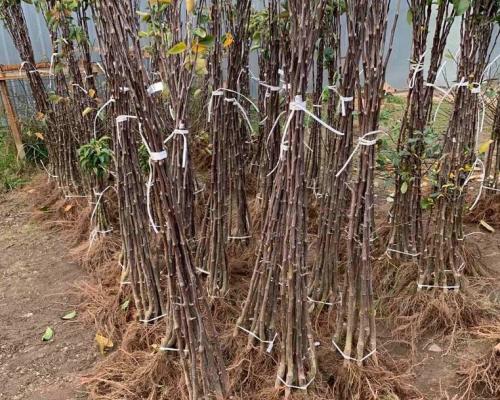 До какой температуры можно сажать деревья. Как правильно сажать деревья осенью: сроки, этапы посадки и разновидности