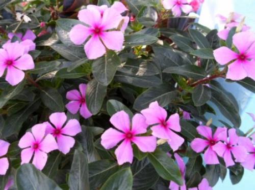 Какие цветы сажают в ноябре. Какие цветы на рассаду посеять в ноябре.