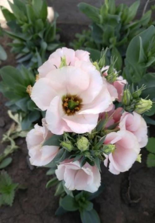 Какие цветы сажают в ноябре. Какие цветы на рассаду посеять в ноябре.