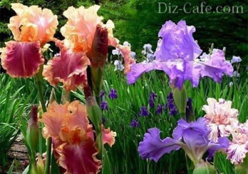 Какие цветы посадить осенью. Какие многолетние цветы сажают осенью 25 Какие цветы посадить осенью. Какие многолетние цветы сажают осенью 25