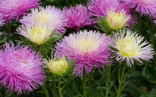 Какие цветы сажают осенью семенами. 12 цветов, которые можно посадить осенью под зиму + Правила посадки