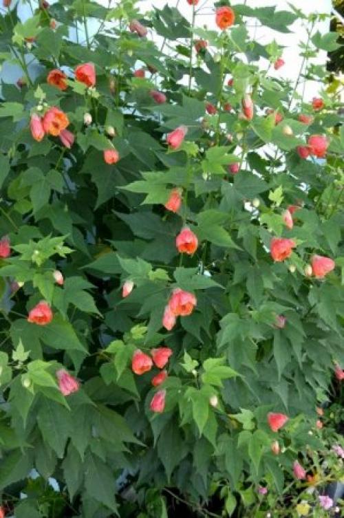 Какие цветы сажают в ноябре. Какие цветы на рассаду посеять в ноябре.