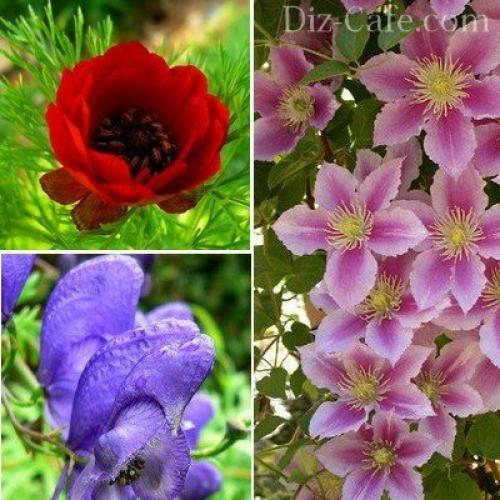 Какие цветы посадить осенью. Какие многолетние цветы сажают осенью 23 Какие цветы посадить осенью. Какие многолетние цветы сажают осенью 23