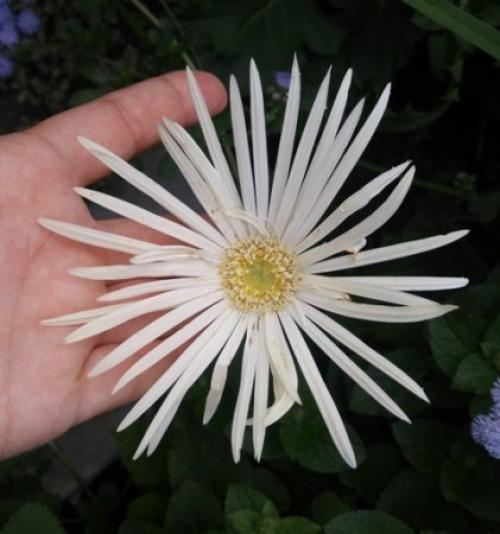 Какие цветы сажают в ноябре. Какие цветы на рассаду посеять в ноябре.