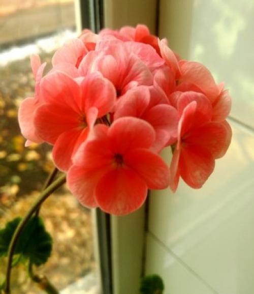 Какие цветы сажают в ноябре. Какие цветы на рассаду посеять в ноябре.