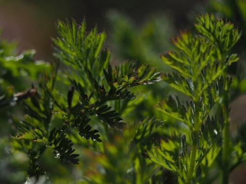 Посадка деревьев и кустарников осенью. Почему стоит предпочесть осеннюю посадку 06 Посадка деревьев и кустарников осенью. Почему стоит предпочесть осеннюю посадку 06