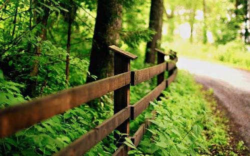 Нормы посадки деревьев и кустарников. Нормы посадки деревьев по отношению к забору соседнего участка