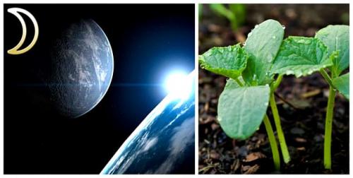 Благоприятные дни для посадки огурцов в мае 2022 года. 10 Базовых Правил когда и как сажать огурцы на рассаду в 2022 году по лунному календарю