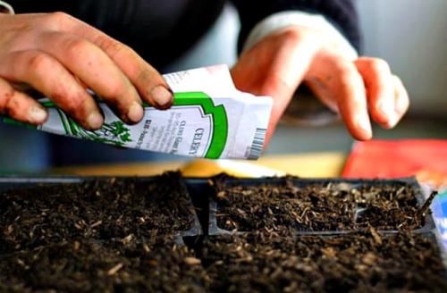 Благоприятные дни для посадки огурцов в мае 2022 года. 10 Базовых Правил когда и как сажать огурцы на рассаду в 2022 году по лунному календарю