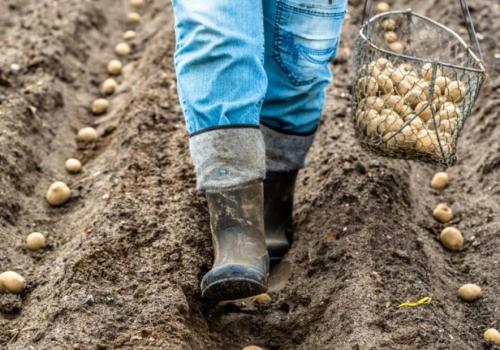 Что сажать в сентябре 2022 на огороде. Что сажать в сентябре на даче в открытый грунт 02
