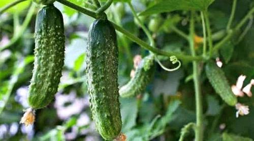 Благоприятные дни для посадки огурцов в мае 2022 года. 10 Базовых Правил когда и как сажать огурцы на рассаду в 2022 году по лунному календарю