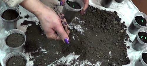 Благоприятные дни для посадки огурцов в мае 2022 года. 10 Базовых Правил когда и как сажать огурцы на рассаду в 2022 году по лунному календарю