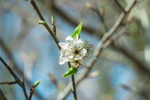 Посадка деревьев и кустарников осенью. Почему стоит предпочесть осеннюю посадку 04 Посадка деревьев и кустарников осенью. Почему стоит предпочесть осеннюю посадку 04