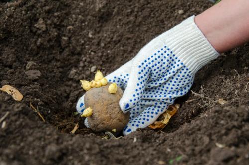 Что сажать в сентябре 2022 на огороде. Что сажать в сентябре на даче в открытый грунт 01