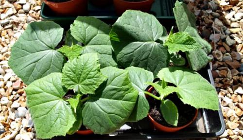 Благоприятные дни для посадки огурцов в мае 2022 года. 10 Базовых Правил когда и как сажать огурцы на рассаду в 2022 году по лунному календарю