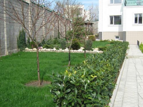 Когда сажать фруктовые деревья в украине. Самое подходящее время