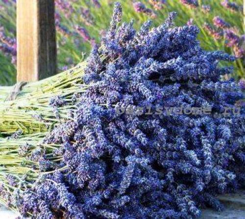 Что можно посадить осенью в огороде под зиму. Посадка лука и чеснока 08 Что можно посадить осенью в огороде под зиму. Посадка лука и чеснока 08