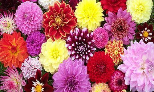 Что посадить в июне цветы. Какие цветы можно посадить в июне