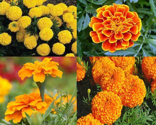 Что посадить в июне цветы. Какие цветы можно посадить в июне