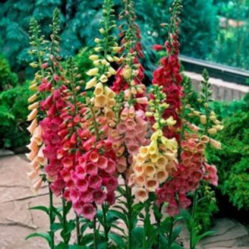 Цветы для палисадника многолетние. Высокие садовые цветы (50 фото) в дачном дизайне