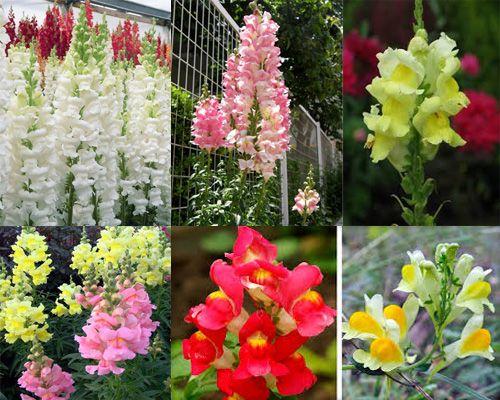 Что посадить в июне цветы. Какие цветы можно посадить в июне